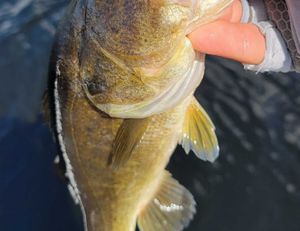 Largemouth are chewing in Glades!