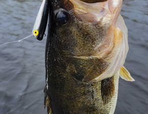 5lb 3oz Everglades Largemouth on Top Water!