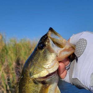 Bass Fishing the "The Marshlands"