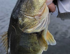 Late April - Early May Fishing Report!