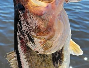 Spectacular Windy Bass Fishing!