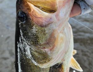 150 Largemouth Bass Caught!!