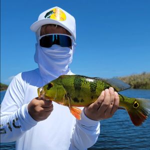 Everglades Peacock Bass Adventures