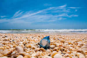 Things To Do in South Padre Island