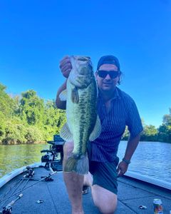Powerful River Largemouth on the Swim Jig