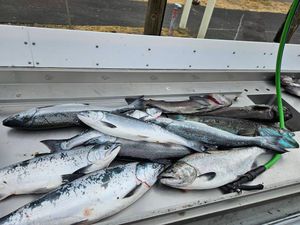 August Salmon Trips – Full Boat Open for Chinook Dates! 🎣