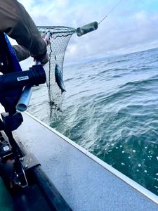 Ocean Salmon Trip – Limited Seats Available This Saturday! 🎣