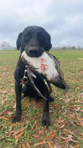 Louisiana Hunting Report 