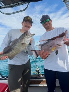 Thick Gag Grouper Action with Full Cooler Results