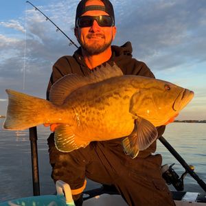 Rare Short-Body Gag Grouper Caught on Tampa Waters
