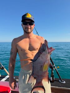 Steady Hogfish Bite and Strong Gag Grouper Action