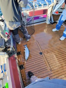 Open Dates This Weekend for Lake Ontario Salmon Action!