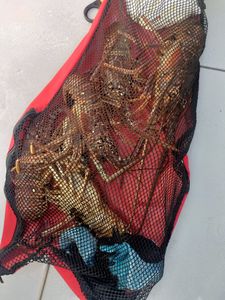 Lobster and Spearfishing 