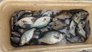 Santee Cooper Lakes Panfishing Action