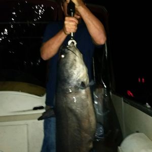 Catfish Catch Triumphs In South Carolina
