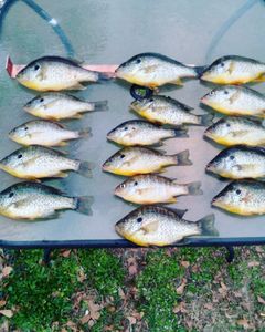 Crappie Haul Of The Day in Santee Cooper, SC
