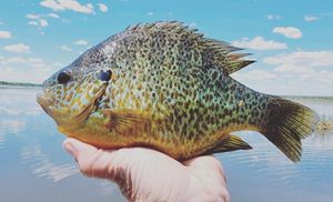 Santee Cooper Sunfish beauty In visuals