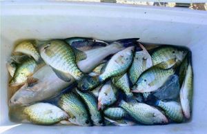 Crappies Catch in Santee Cooper Fishing Charters!