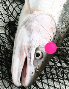 Winter Steelhead madness!