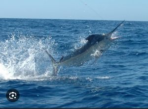 Year-Round Pacific Action: The Ultimate Tamarindo Fishing Report