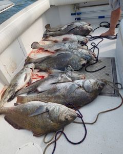 Book Your 2023 Cape May Fishing Adventure Today!
