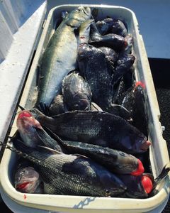 Hooked Plenty of Sea Bass in Cape May, NJ