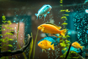 Florida City River Trip: Goldfish Action with MTSix Guide