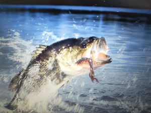 Top-Rated White Grunt Action on Pensacola Flats with Ray Chaters