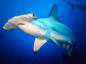 Florida NY Shark Action: Great White & Blacktip with Ray Chaters