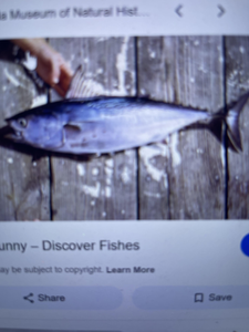 Top-Rated Flats Fishing Action in Florida NY with Ray Chaters