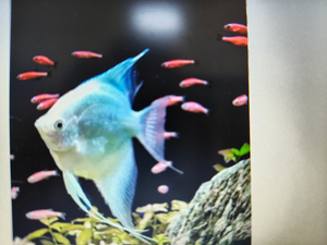 Butler Beach Fall Carp & Goldfish Action with Ray Chaters