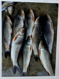 Reeling in the Catch: A Thrilling Fishing Expedition on Krishna River