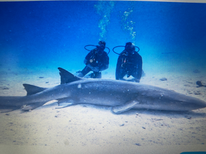 Bull Sharks & Dolphins: April Scuba Adventure at Butler Beach