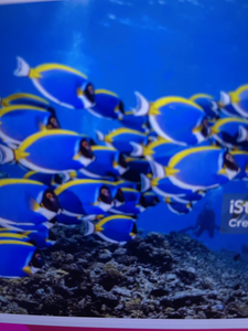 Chasing Fish & Fun: Kaveri River Adventure with Ray Charters