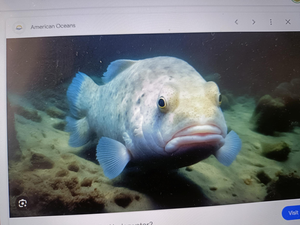 Diverse Fishery Adventure: Chasing Elusive Prey in Florida, Florida