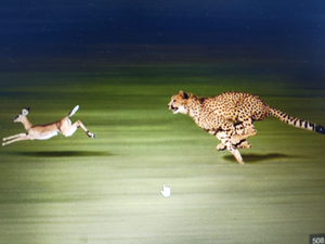 Florida Brush Hunt: Mixed Species Action with Ray Chaters