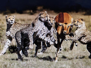 Fall Hunt with Ray Chaters - Florida, NY Legacy Adventure