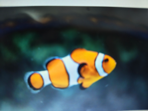 Fall Butler Beach Drift & Bottom Fishing - 4hr Palm Beach Trip