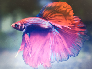 Butler Beach Fall White Grunt Action - Ray Charters Backcountry