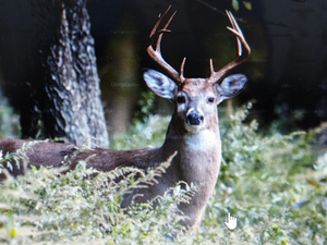 Great White & Speckled Trout Action - Florida NY Backcountry