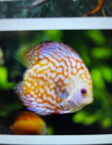 Angling Adventure in B Block: A Serene River Fishing Expedition