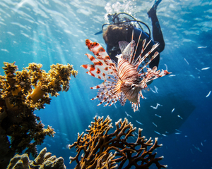 "Caught the Majestic Red Lionfish in a Serene River Haven"