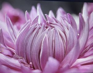 Reel in the Thrills with Ray Charters - Tudki, Shivamogga's Premier Fishing