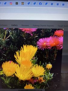 Embark on a Thrilling Galibore Fishing Adventure with Ray Charters