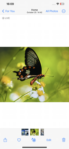 Galibore River Shark Adventure with Ray Charters