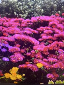 Galibore River Adventure with Ray Charters - An Unforgettable Fishing Expedition