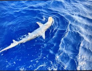 Shark Breaches and Trophy Tuna - Epic Fishing Adventure off Block C, AECS Layout