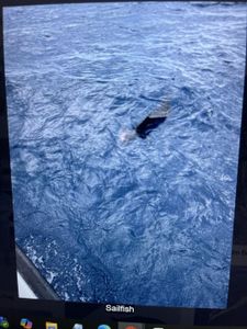 Sailfish, Tuna, and More: A Thrilling Fishing Expedition in AECS Layout