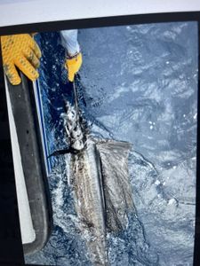 "1Reeling in the Marlin: An Adrenaline-Fueled Fishing Adventure on the Block C Rivers