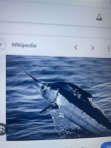 Galibore River Fishing Adventure - Marlin Breaches and Prized Catches